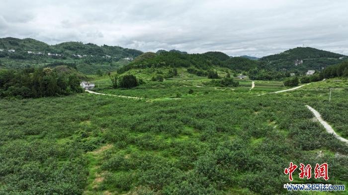 图为贵州省德江县金庄村的花椒基地。周济 摄